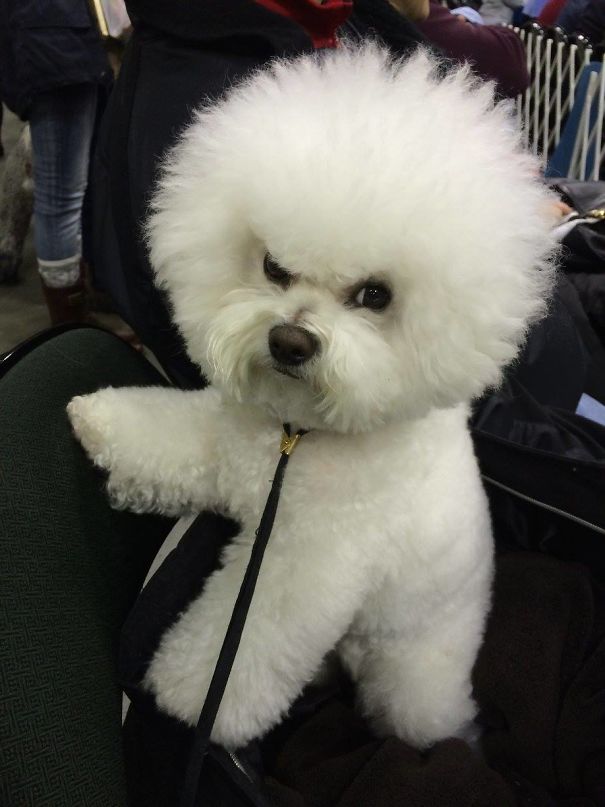 злые животные, животные в гневе, сердитые животные