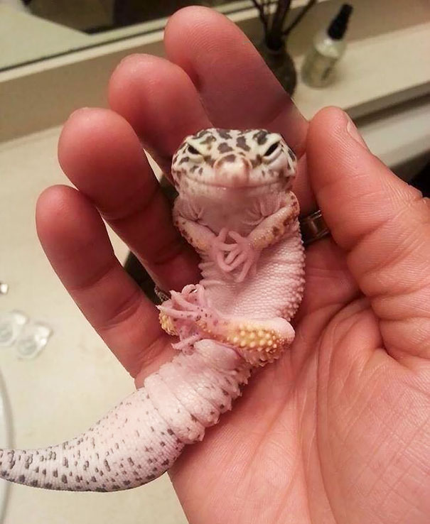 злые животные, животные в гневе, сердитые животные