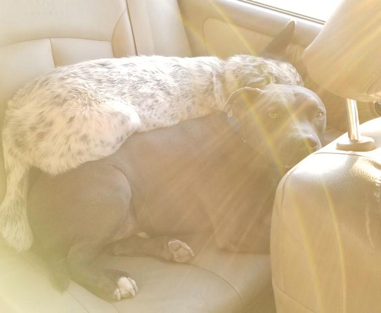 кошки и собаки спят друг на друге, животные не умеют пользоваться кроватями