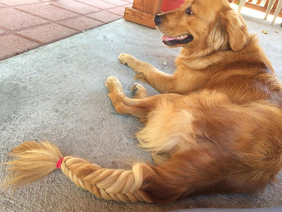 коса на хвосте собаки, коса на хвосте золотистого ретривера