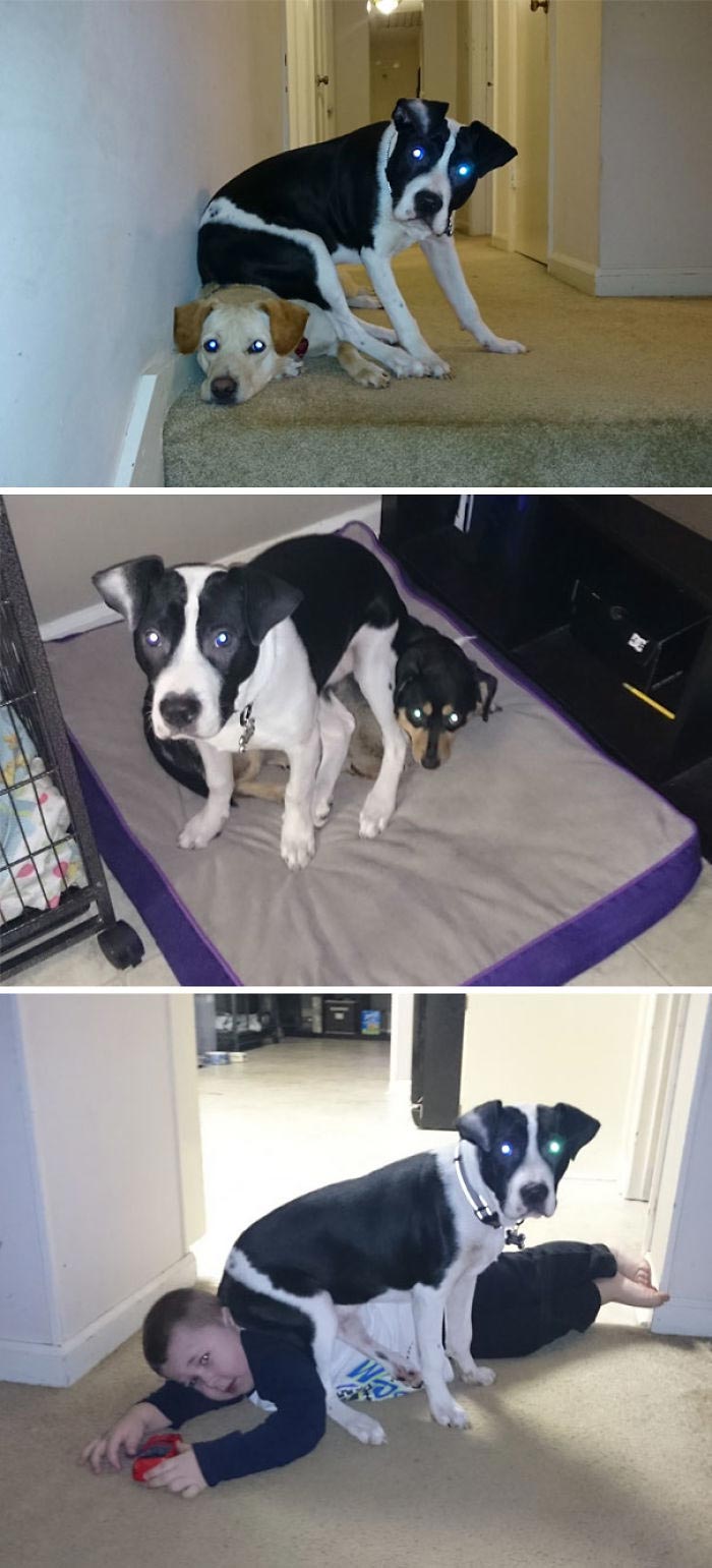 животные, которым плевать на всё, животные без принципов