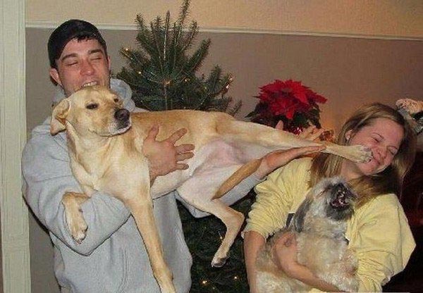 животные ненавидят женщин, животные против женщин