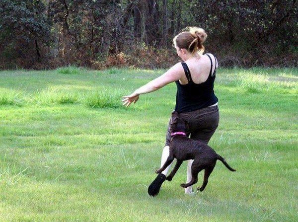 животные ненавидят женщин, животные против женщин