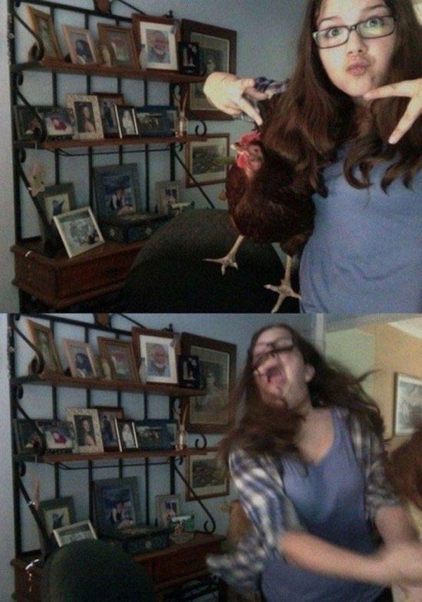 животные ненавидят женщин, животные против женщин