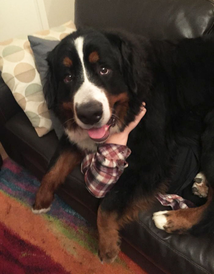 огромные собаки, гигантские собаки считающие себя маленькими 