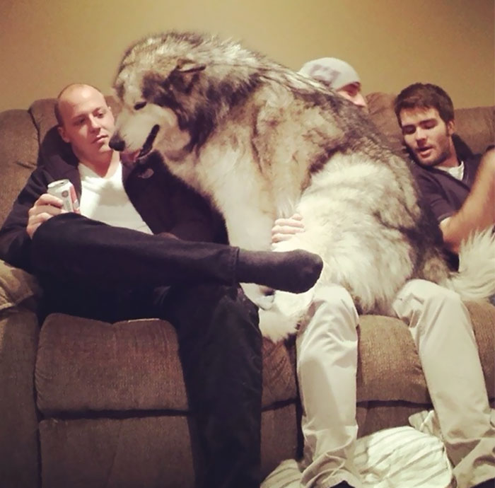 огромные собаки, гигантские собаки считающие себя маленькими 