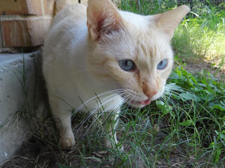 кошка высовывает язык, кошки с высунутым языком, кошки с высунутыми языками