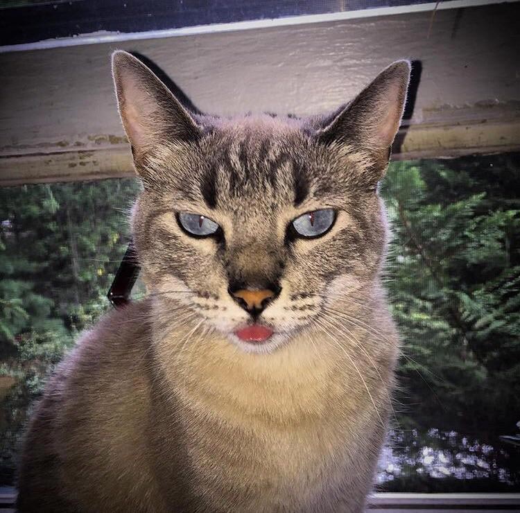 кошка высовывает язык, кошки с высунутым языком, кошки с высунутыми языками