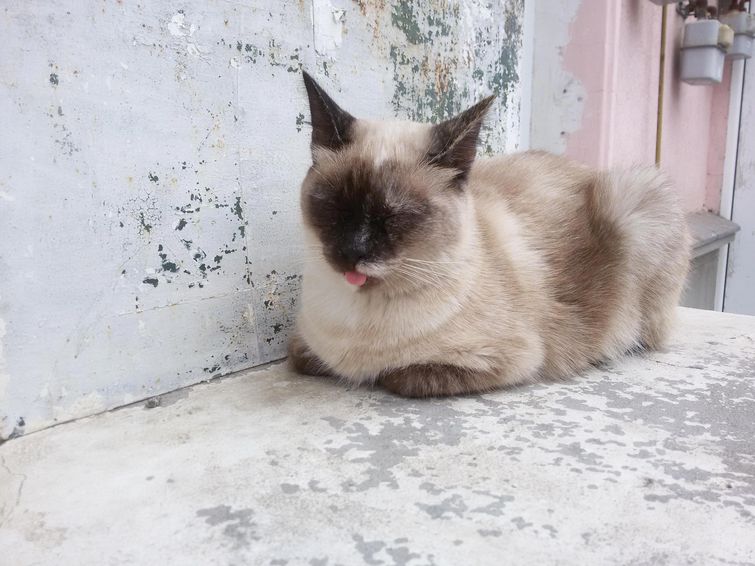 кошка высовывает язык, кошки с высунутым языком, кошки с высунутыми языками