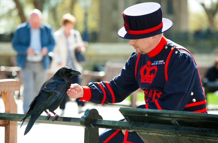 Ловцы айсбергов, хранители ворон, редкие профессии, странные профессии 