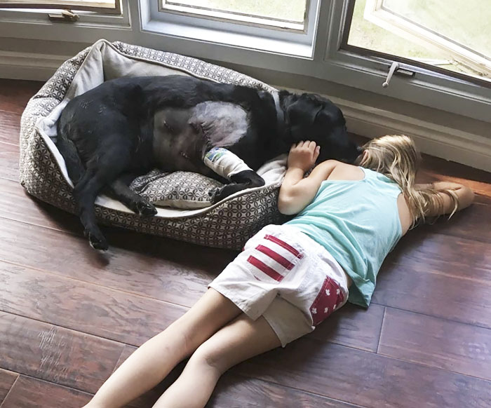 собака и маленький ребёнок, сестра посоветовала не заводить собаку