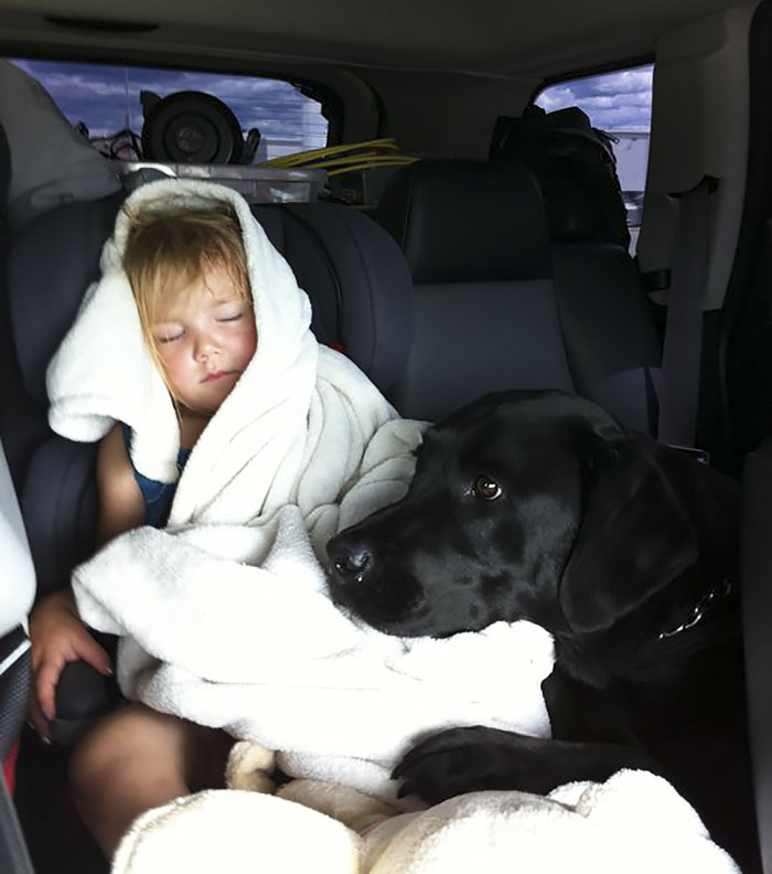 собака и маленький ребёнок, сестра посоветовала не заводить собаку