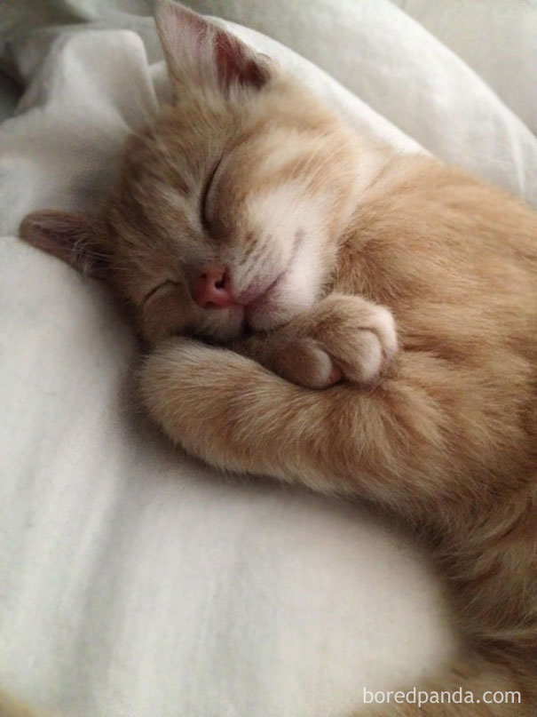 Люди проснулись и увидели это, смешные ситуации с животными