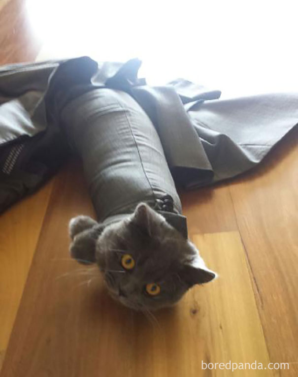 Люди проснулись и увидели это, смешные ситуации с животными