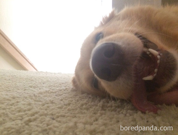 Люди проснулись и увидели это, смешные ситуации с животными