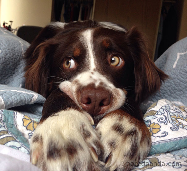 Люди проснулись и увидели это, смешные ситуации с животными