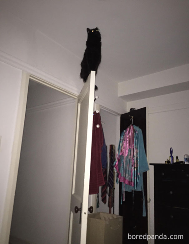 Люди проснулись и увидели это, смешные ситуации с животными