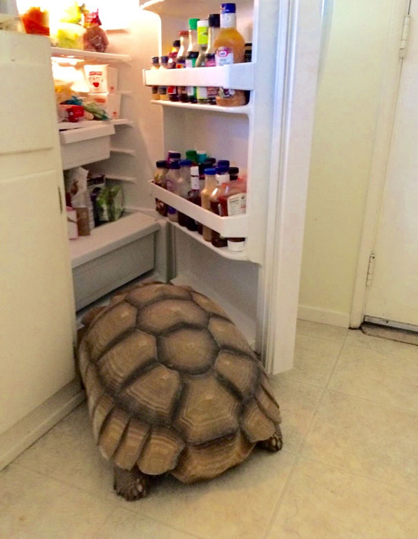 Люди проснулись и увидели это, смешные ситуации с животными