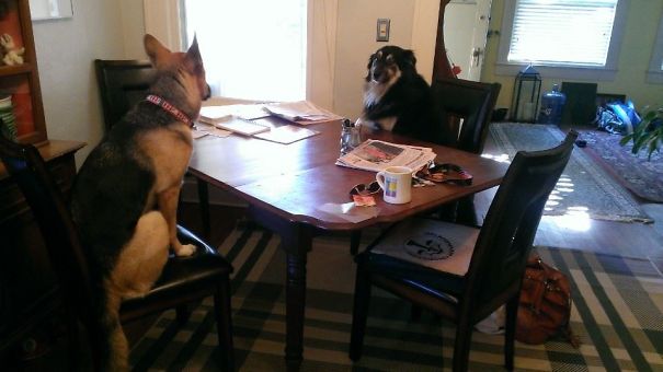 Люди проснулись и увидели это, смешные ситуации с животными