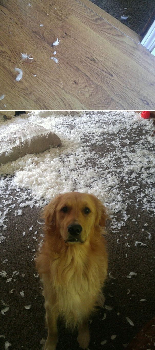 Люди проснулись и увидели это, смешные ситуации с животными