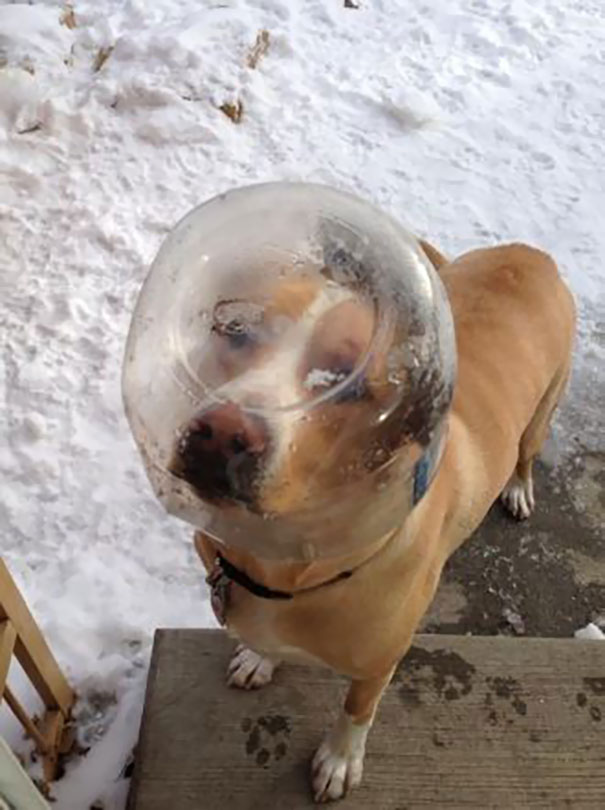 Люди проснулись и увидели это, смешные ситуации с животными