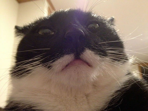 Люди проснулись и увидели это, смешные ситуации с животными