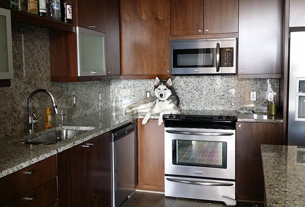 Люди проснулись и увидели это, смешные ситуации с животными