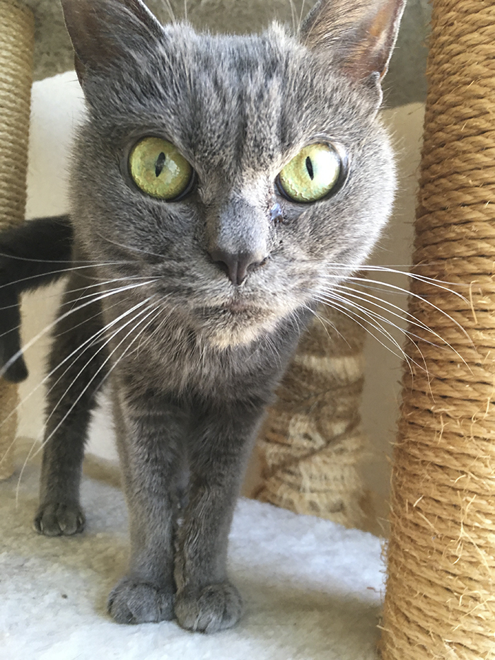 сердитая кошка, сердитая кошка Шамо