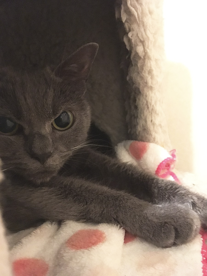 сердитая кошка, сердитая кошка Шамо