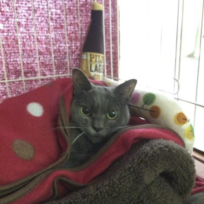 сердитая кошка, сердитая кошка Шамо