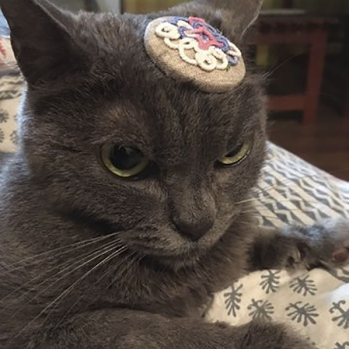 сердитая кошка, сердитая кошка Шамо