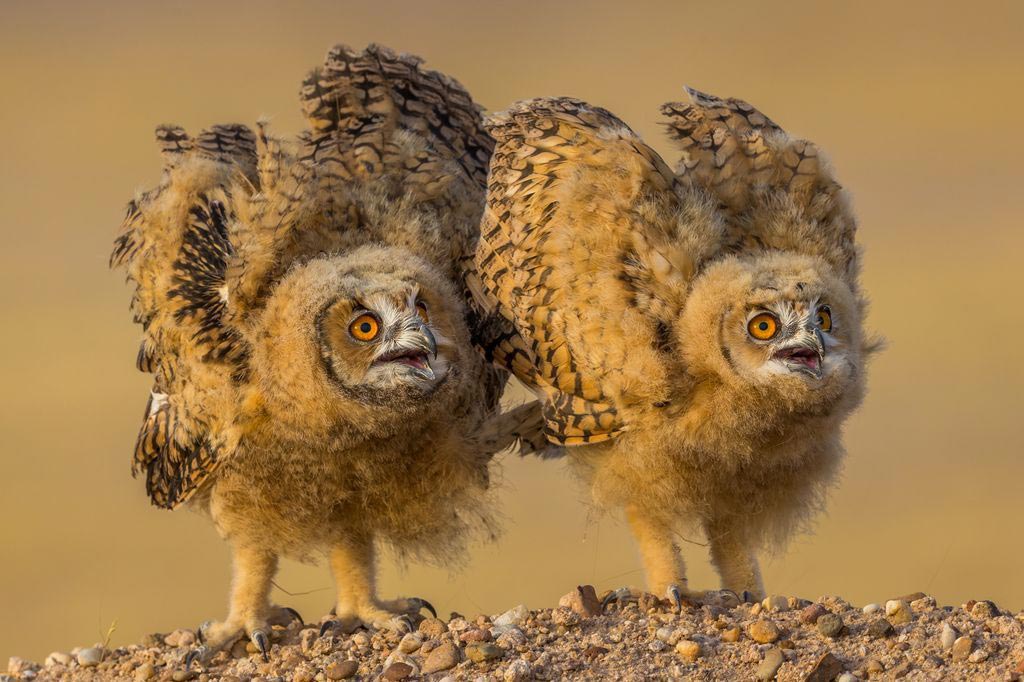 National Geographic за январь 2017, Лучшие фотографии  от National Geographic 