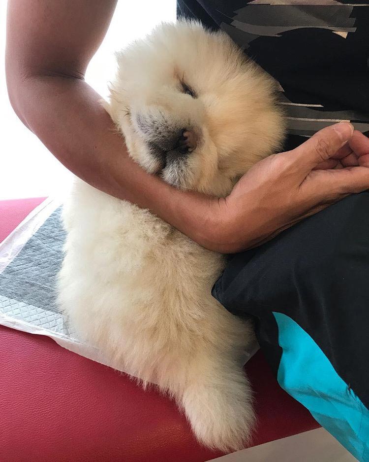 чау чау Паффи, собака Паффи, мини чау-чау, милый  чау-чау