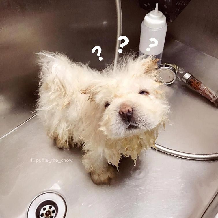 чау чау Паффи, собака Паффи, мини чау-чау, милый  чау-чау