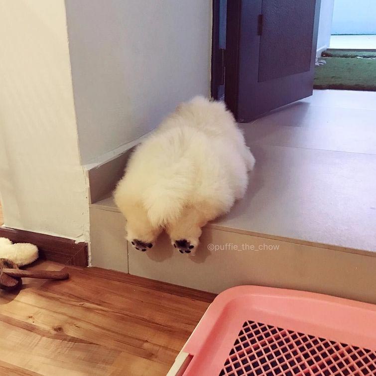 чау чау Паффи, собака Паффи, мини чау-чау, милый  чау-чау