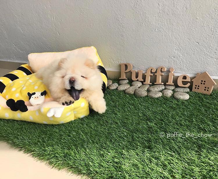 чау чау Паффи, собака Паффи, мини чау-чау, милый  чау-чау