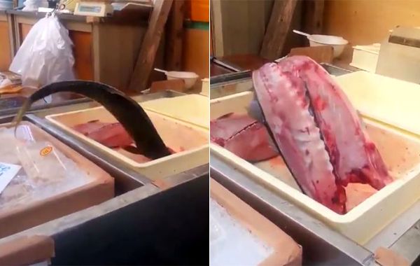 рыба разрезанная пополам прыгает, рыба дёргается разрезанная пополам