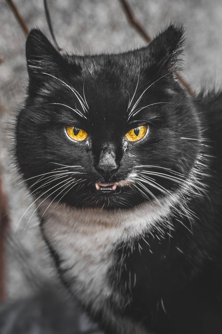 портреты бродячих котов, литовский фотограф сфотографировал бродячих котов