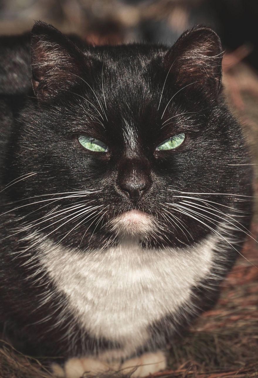 портреты бродячих котов, литовский фотограф сфотографировал бродячих котов