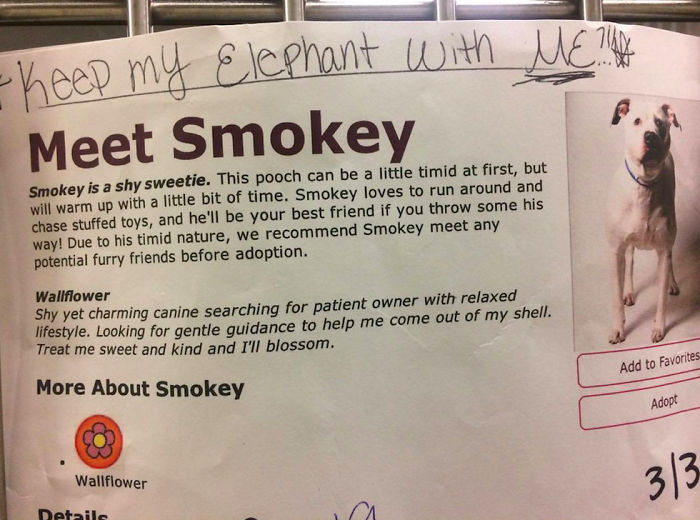 собака из приюта с игрушечным слоном, собака Смоки