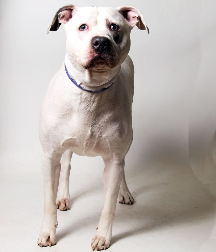 собака из приюта с игрушечным слоном, собака Смоки