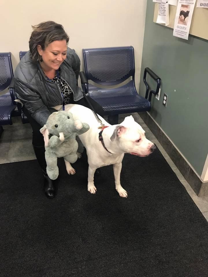 собака из приюта с игрушечным слоном, собака Смоки