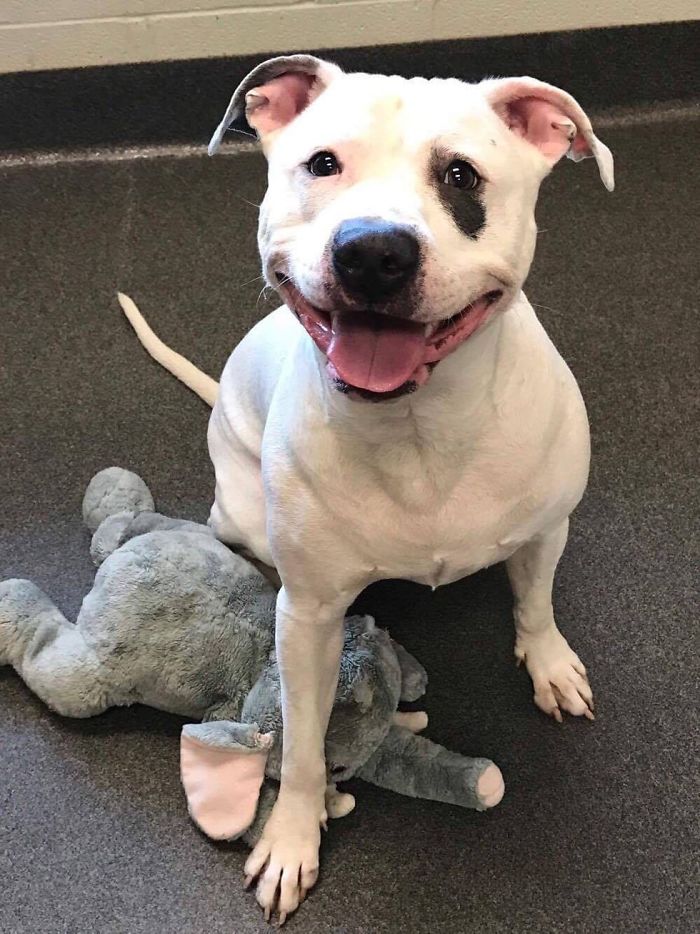 собака из приюта с игрушечным слоном, собака Смоки