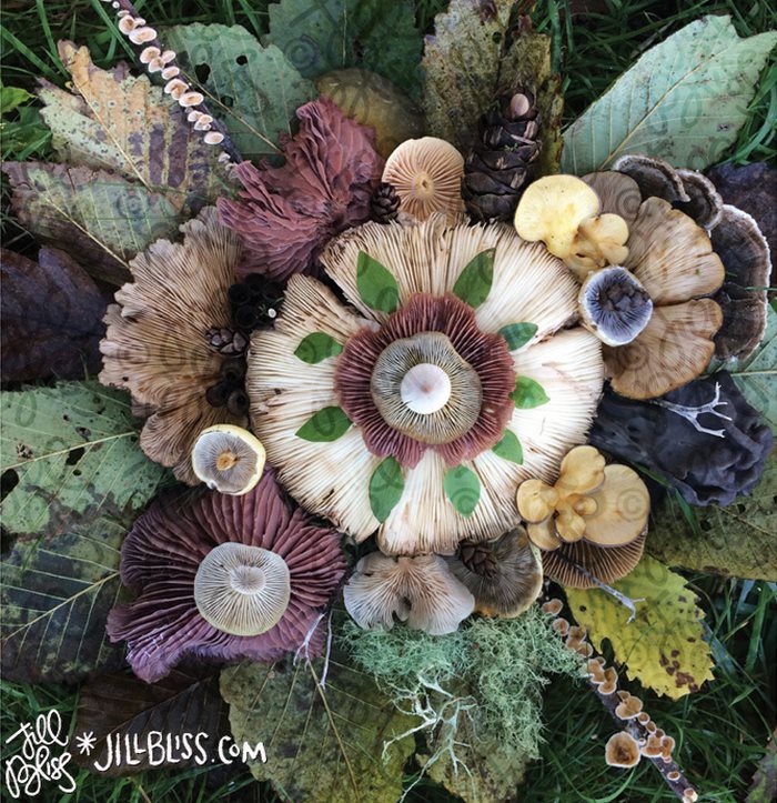яркие композиции из лесных грибов, Джилл Блисс грибы