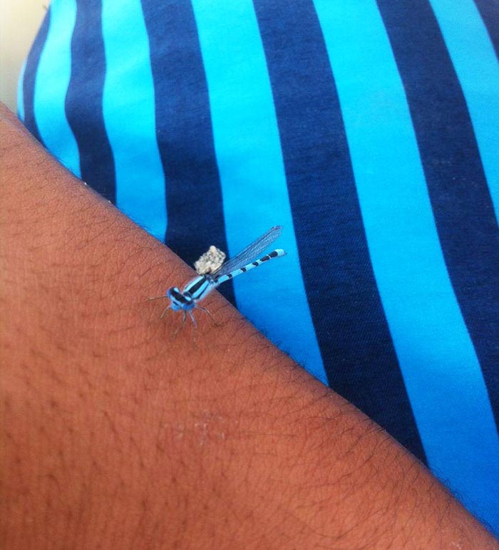 люди случайно слились со своим окружением, забавные совпадения