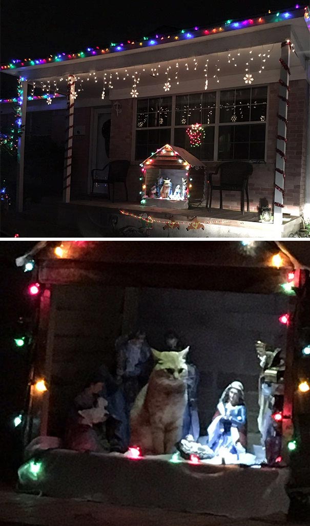 коты разрушившие рождество, кошки в рождественских инсталляциях, кошки испортили рождество, смешные кошки