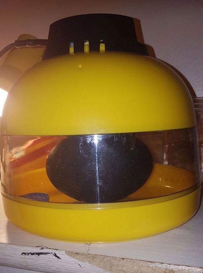 Женщина купила это яйцо в интернете и вырастила из него необычного домашнего питомца купила это яйцо на интернет-аукционе, яйцо эму, женщина купила яйцо в интернете