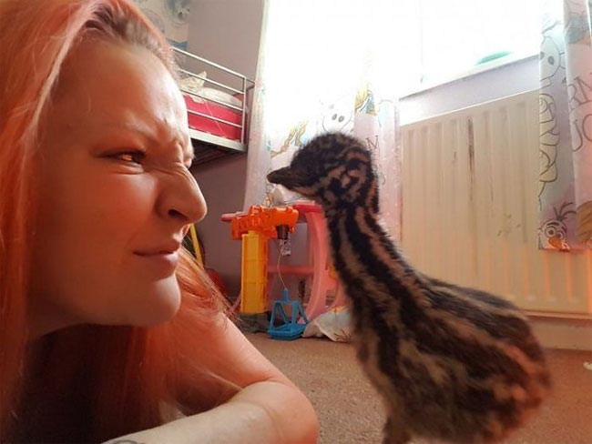 Женщина купила это яйцо в интернете и вырастила из него необычного домашнего питомца купила это яйцо на интернет-аукционе, яйцо эму, женщина купила яйцо в интернете