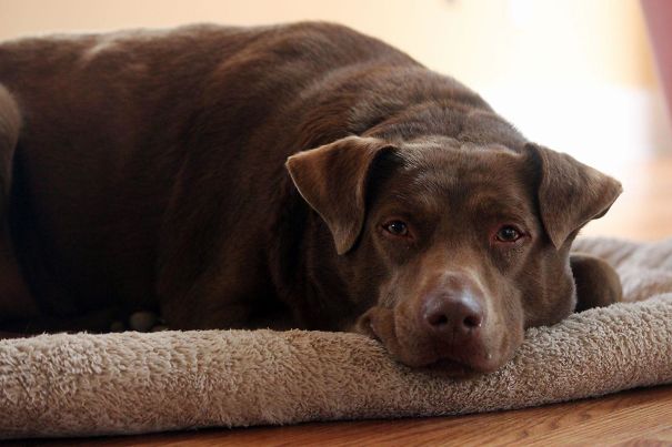 животные делают первый раз в жизни, животные впервые увидевшие снег