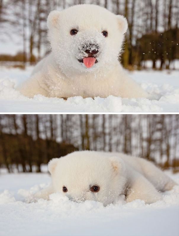 животные делают первый раз в жизни, животные впервые увидевшие снег